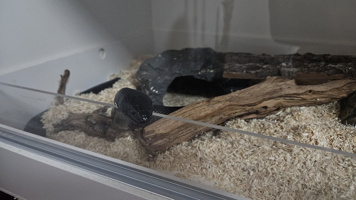 춘장이는 잘 지내구 있답니다
래트 두마리씩 드시면서