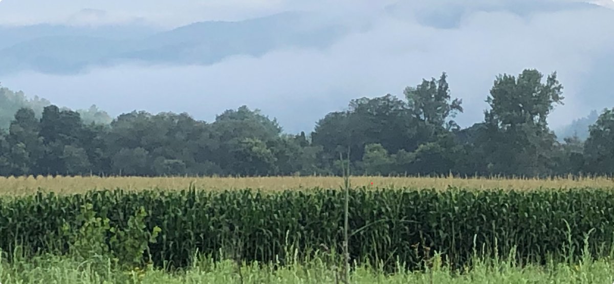 Pests are having an easier time in Vermont's warming winters, and corn flea beetles could increase in coming years-spreading plant disease as they go. What can farmers do?

Read more, with input from #UVM prof. Scott Merrill: go.uvm.edu/3eqfj