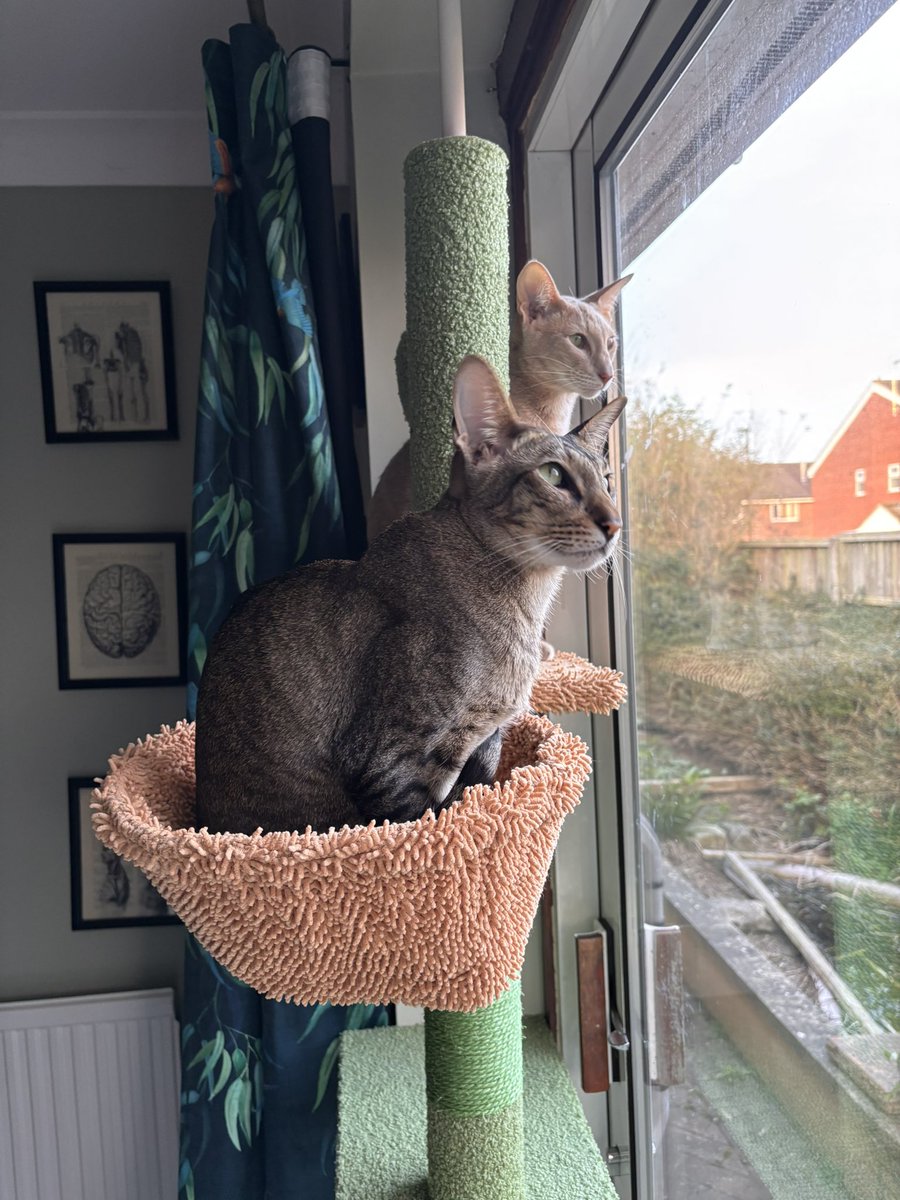 Ahsoka_Butters's tweet image. Enjoying their cat tree! They sit on here for hours watching the trains go by or the birds that come and eat from the bird feeder! 😍🐈🐈⬛ #ahsokaandbutters #ahsokatheorientalshorthair #butterstheorientalshorthair #orientalshorthair #lovetheircattree