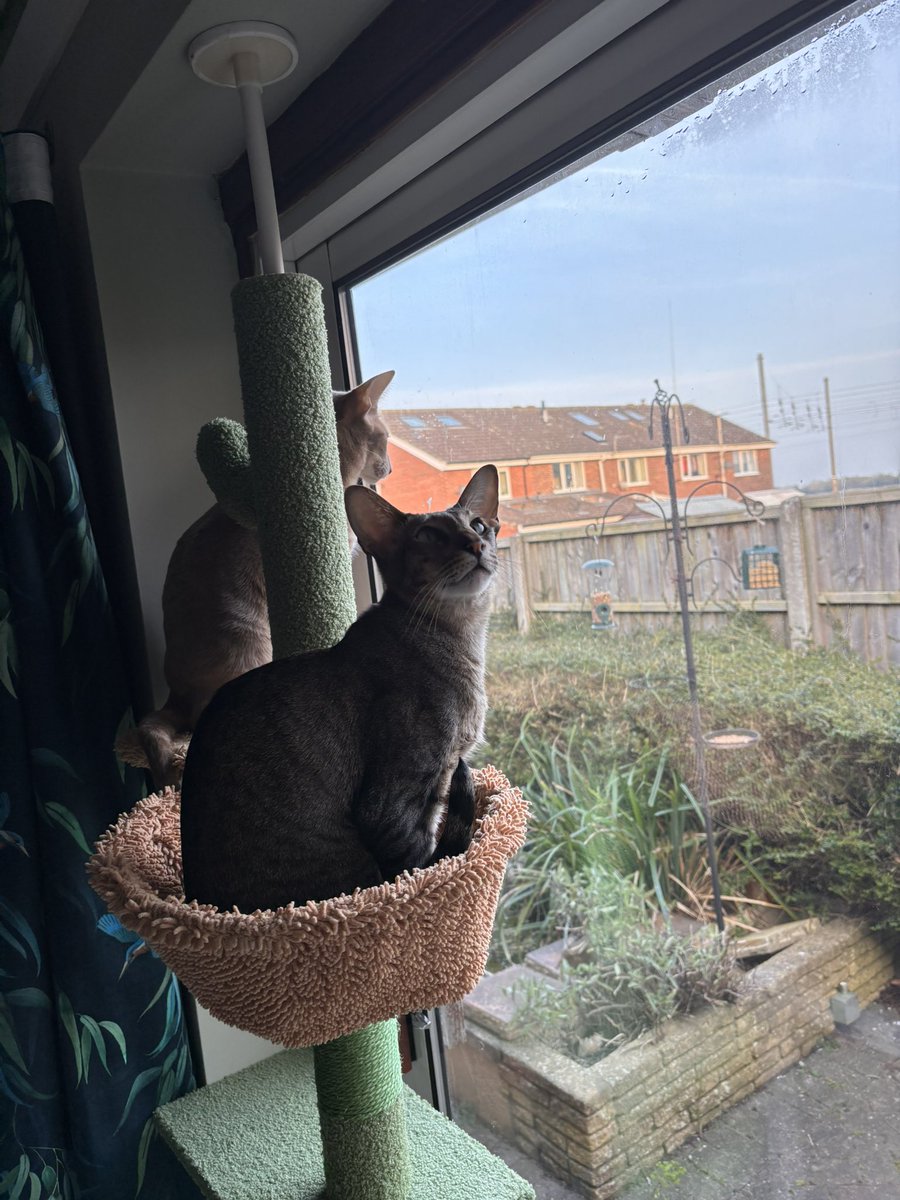 Ahsoka_Butters's tweet image. Enjoying their cat tree! They sit on here for hours watching the trains go by or the birds that come and eat from the bird feeder! 😍🐈🐈⬛ #ahsokaandbutters #ahsokatheorientalshorthair #butterstheorientalshorthair #orientalshorthair #lovetheircattree