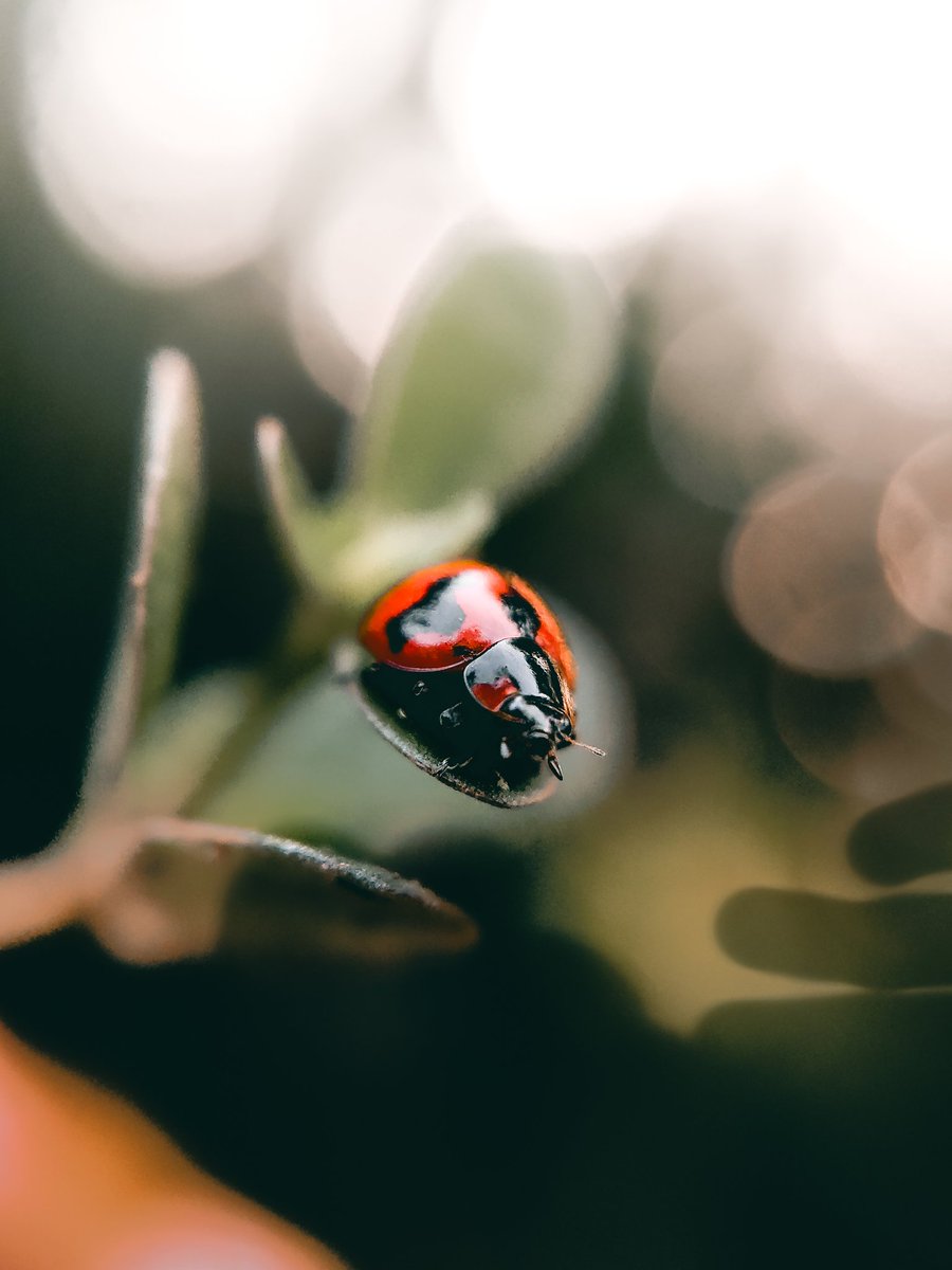 The Camera...
The Photos 

Shot on <a href="/nothing/">Nothing</a> Phone (2)
Powered by <a href="/Snapdragon/">Snapdragon</a> 
Macro lens used <a href="/Adcom_India/">Adcom India</a>
Edits- Lightroom Mobile
#ShotOnSnapdragon #WithNothing #adcomindia
<a href="/getpeid/">Carl Pei</a> <a href="/AkisEvangelidis/">Akis Evangelidis</a> 
<a href="/nothingindia/">Nothing India</a> <a href="/robgodwin_/">Rob Godwin</a>
<a href="/gregcroc/">Greg</a> <a href="/Snapdragon_IN/">Snapdragon India</a>