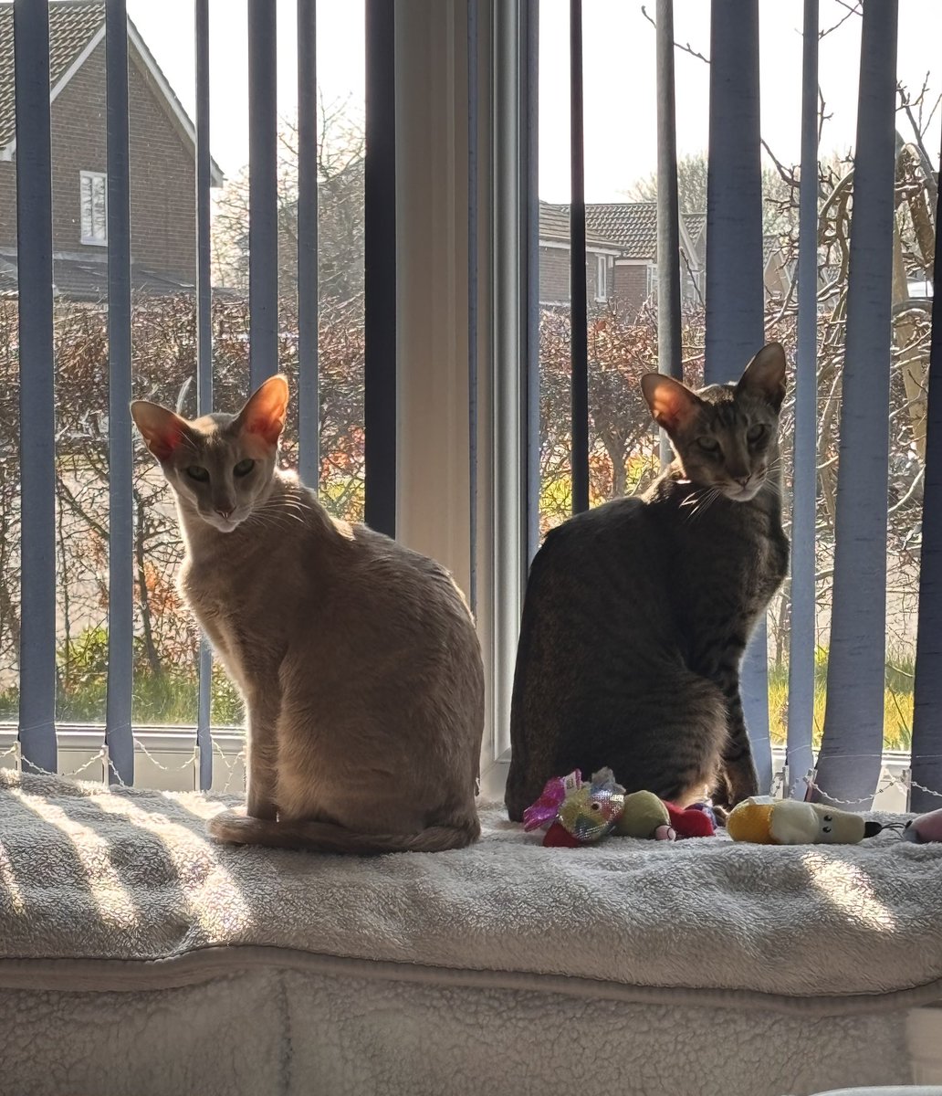 Ahsoka_Butters's tweet image. Such beautiful furbabies 😍 #ahsokaandbutters #ahsokatheorientalshorthair #butterstheorientalshorthair #beautifulfurbabies