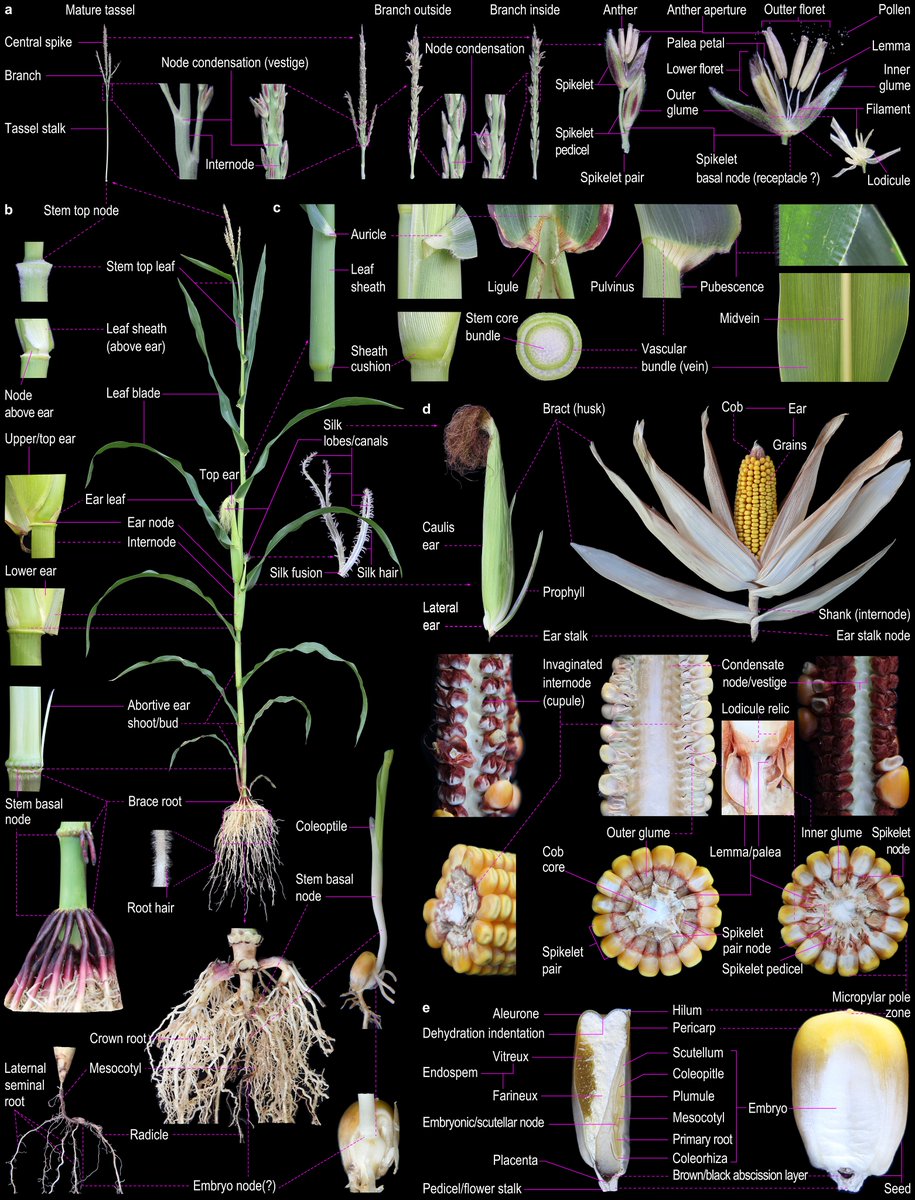 Novel insights into maize development and organogenesis for agricultural optimization

Fig. 3 Organ structures and nodes in maize plant. 

researchgate.net/publication/36…
link.springer.com/article/10.100…