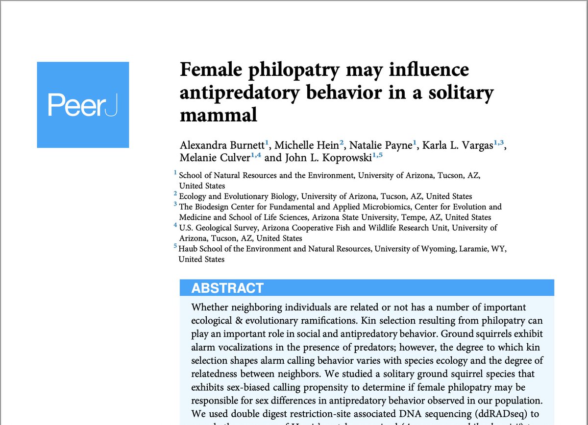 helpsavewldlife's tweet image. New paper out today! In collaboration with Dr. Melanie Culver’s Conservation Genetics lab, we investigated relatedness between neighboring Harris’s antelope squirrels. peerj.com/articles/18933