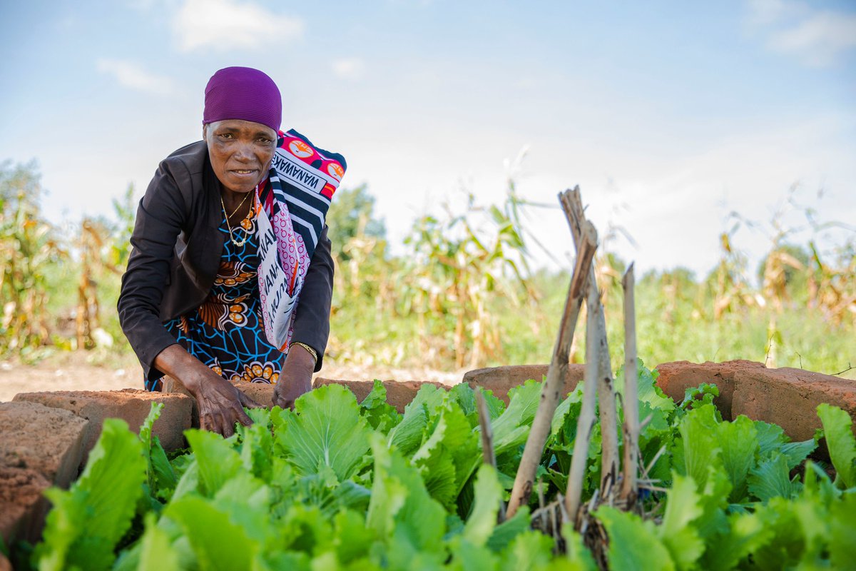 WFP Tanzania (@wfp_tanzania) on Twitter photo At Mnang’ana village, <a href="/NorwayMFA/">Norway MFA</a> and <a href="/SwissMFA/">Swiss MFA</a> visited a home kitchen garden & an innovative sunflower farm. 🌻
They witnessed firsthand how <a href="/JPRWEE/">UN JP Rural Women’s Economic Empowerment</a> women farmers learn to grow & sell high quality, pure seeds - boosting local agriculture & empowering communities.💪
#ZeroHunger At Mnang’ana village, <a href="/NorwayMFA/">Norway MFA</a> and <a href="/SwissMFA/">Swiss MFA</a> visited a home kitchen garden & an innovative sunflower farm. 🌻
They witnessed firsthand how <a href="/JPRWEE/">UN JP Rural Women’s Economic Empowerment</a> women farmers learn to grow & sell high quality, pure seeds - boosting local agriculture & empowering communities.💪
#ZeroHunger