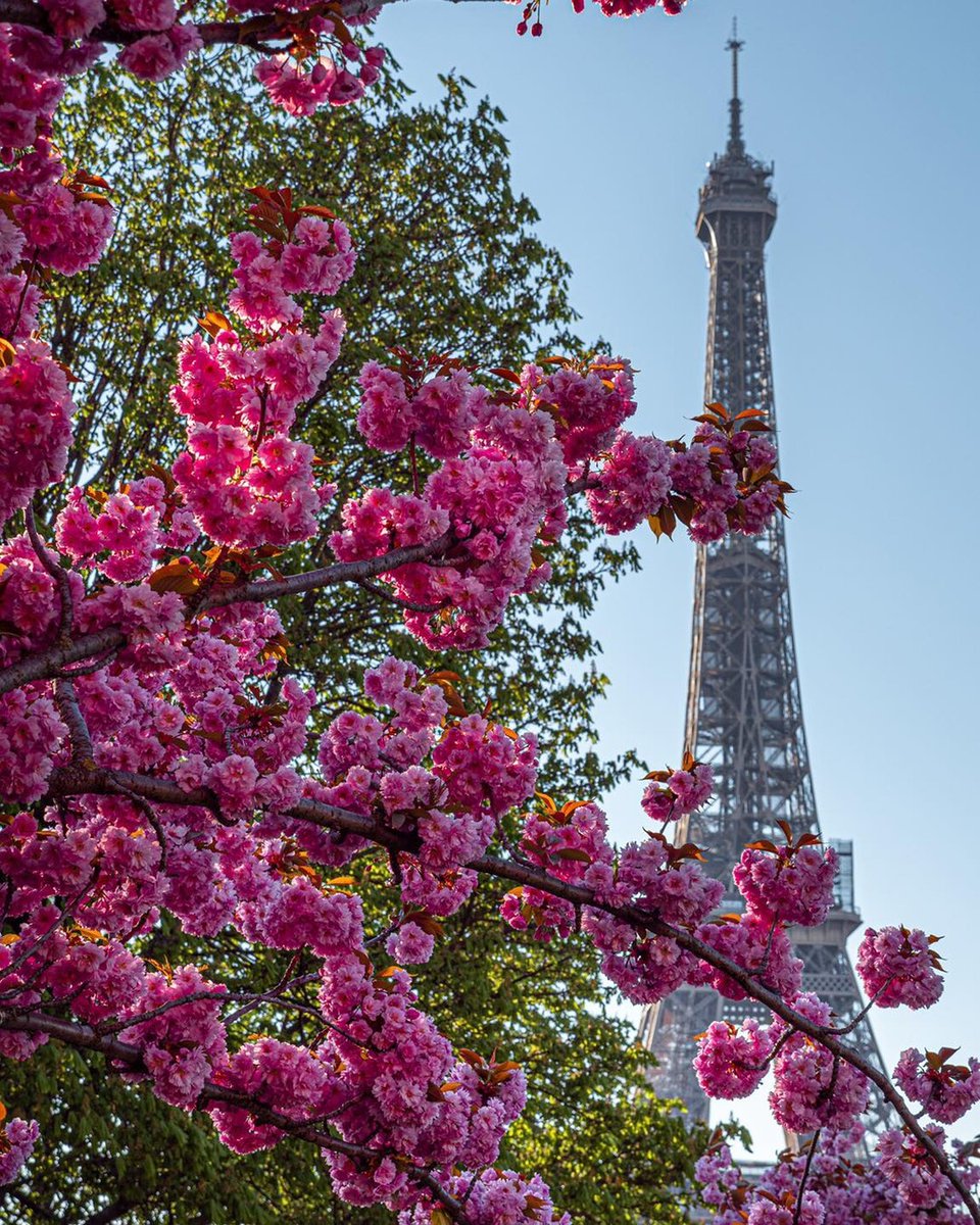 🌸🌼 Welcome to spring
📸 ©petch77 
#eiffeltower #visitparisregion #explorefrance