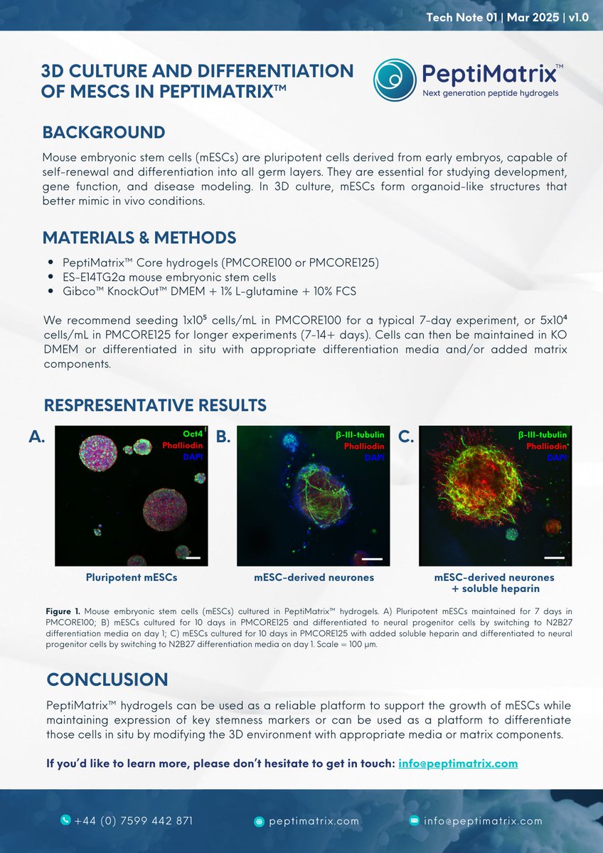 PeptiMatrix's tweet image. We are thrilled to share our first technote on using PeptiMatrix hydrogels for culturing and differentiating mouse embryonic stem cells! Take a look and share it with fellow researchers.
Please visit peptimatrix.com to learn more..
#animalfree #cells #organoids
