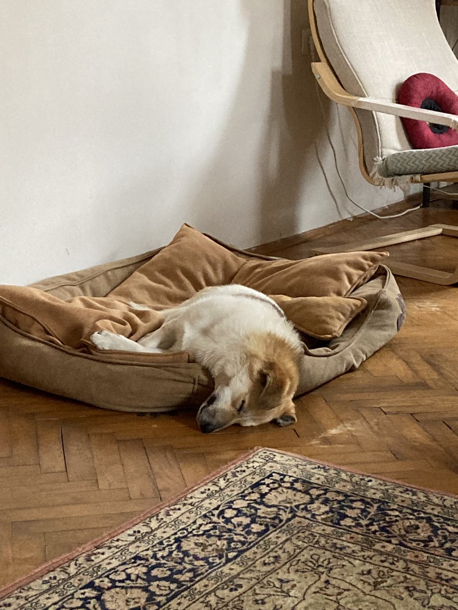 Tahmini 1-2 yaş aralığında, erkek, kısır, kedi ve köpeklerle anlaşabilen, tuvalet eğitimli, hiçbir agresyonu olmayan, temas bağımlısı, 10 kiloluk cüce çomara yuva arıyoruz. Şu an Eskişehir’de ama diğer illere ulaşımını sağlarız. Yuva olmak isteyenler <a href="/minkominkom/">Murat K.</a> a mesaj atabilir