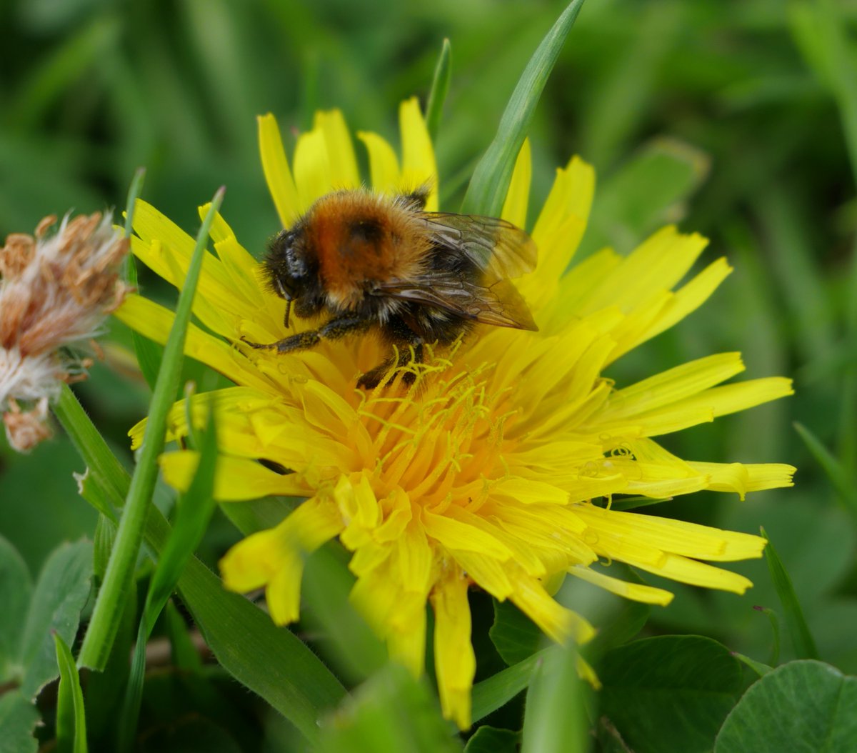 Tree_Folklore's tweet photo. Happy Spring Equinox 🌱🌼 

In Irish this fabulous and essential wildflower is called "Caisearbhán"🐝🦋 

It is sacred to the Goddess Brigid and in Ireland it comes into bloom between her festival of Imbolg and the Equinox☀️

Here's hoping that in the coming months of Spring and Summer that local authorities can resist the urge to purge them from our green spaces and give the insects that we rely upon a chance 🐝✨
