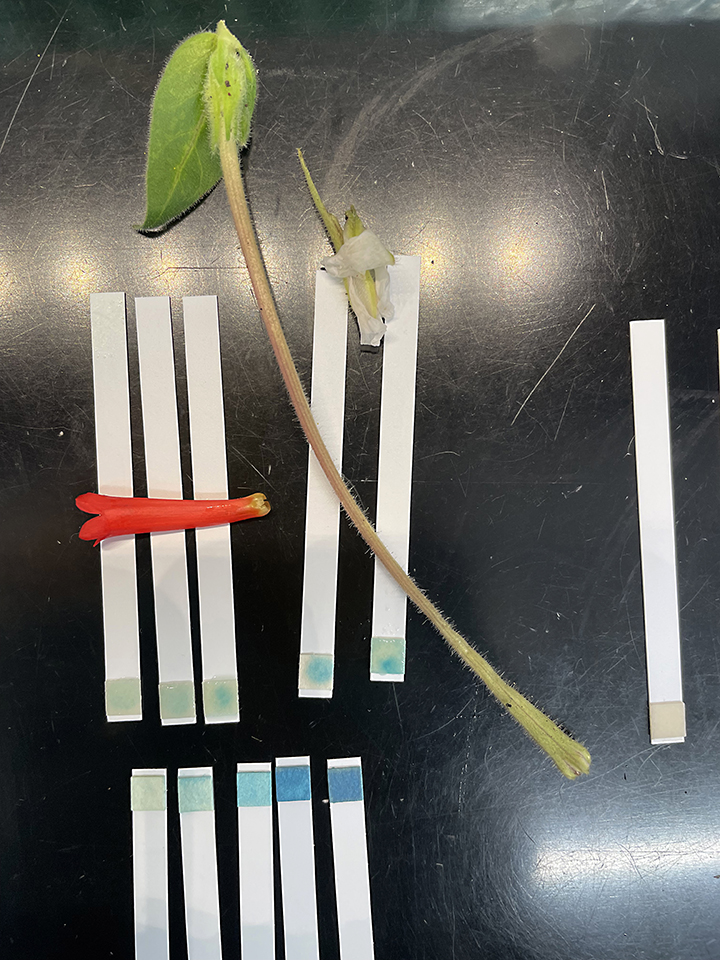 Breaking news: Rachel Vannette and Leta Landucci of Vannette lab, #ucdavis, just published research on how plants use hydrogen peroxide to protect their nectar.  Published today in New Phytologist. tinyurl.com/36sww6w6