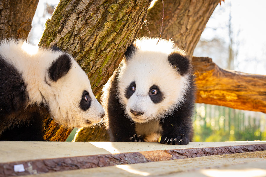 當地時間3月20日，旅德大熊貓雙胞胎“夢好”和“夢甜”首次在柏林動物園進行戶外活動。兩隻即將滿7個月的大熊貓寶寶在木質攀爬架上攀爬嬉戲，不時打鬧，萌態十足。