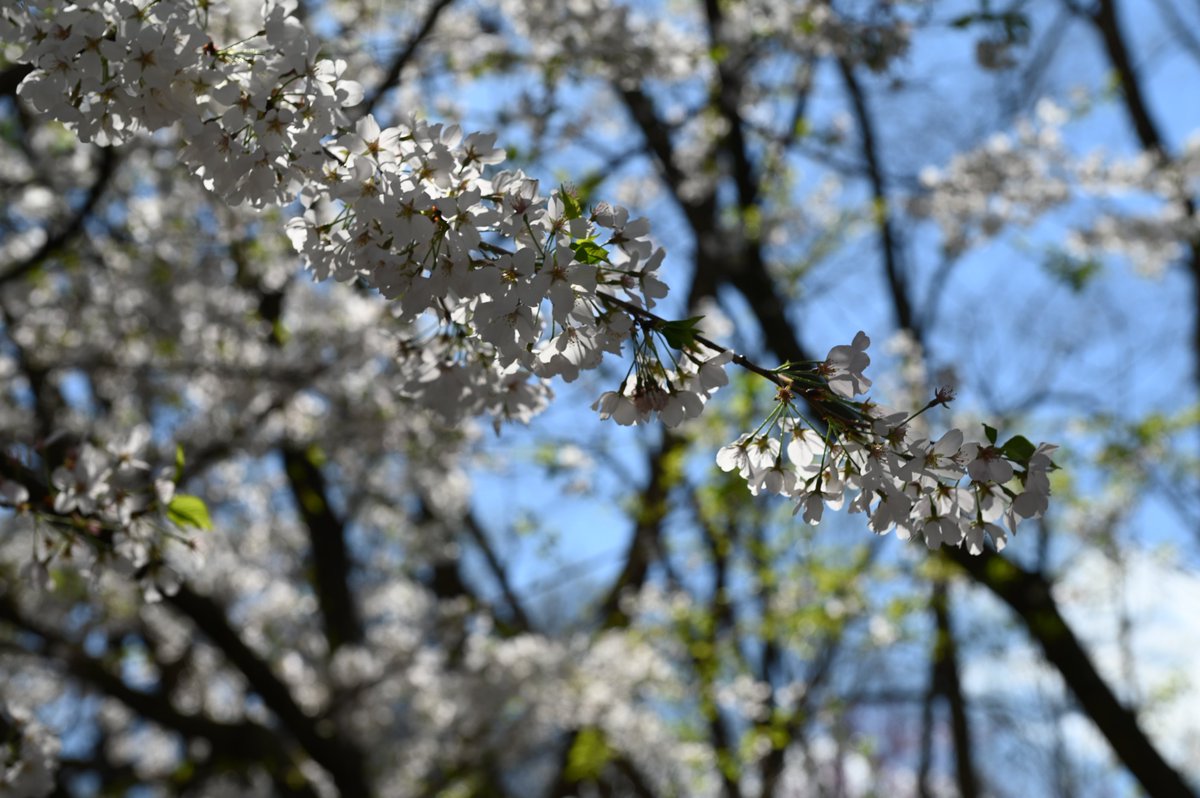 The Carter Center tweet media