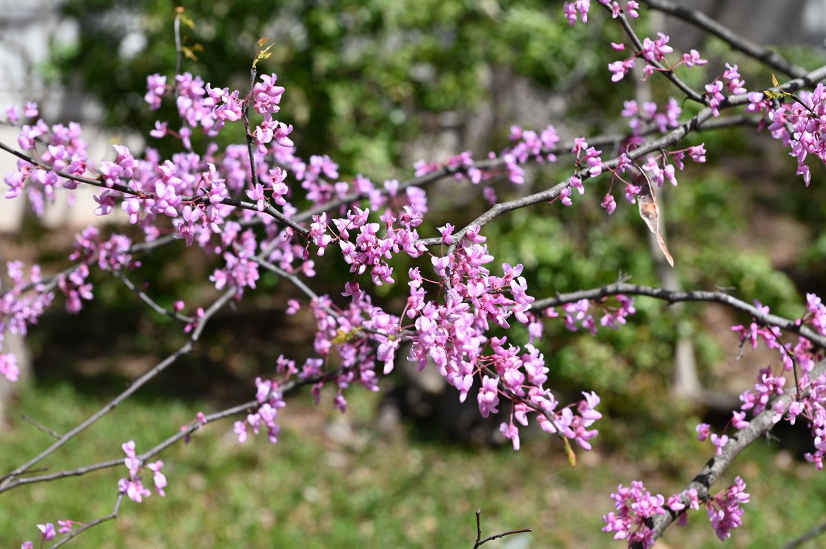 The Carter Center tweet media