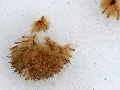 Pileated woodpecker, dead man's fingers fungus white tailed deer &amp; sycamore fruit at Woodland Park inside Rouge National Urban Park March 19