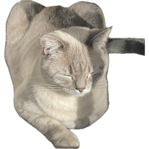 aslanagapidior's tweet image. CAT Agapi unser Baby 🥰 ❤️ #cat #katzen #turkishcat #pets #catlover #cutecat youtube.com/shorts/BSdmgdp… via @YouTube
🥰🥰🥰😻😻😻❤️❤️❤️