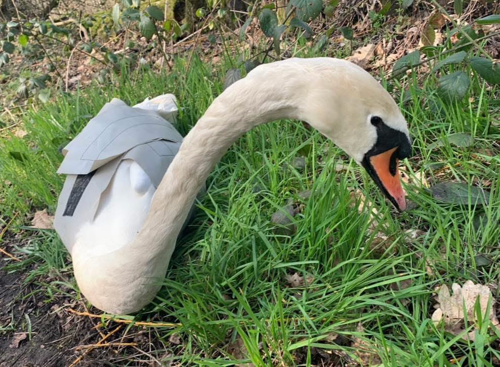 Thanks to callers who alerted us to this swan trapped between some stock fencing near Scunthorpe recently. The bird was easily rescued, and released onto more appropriate waters.