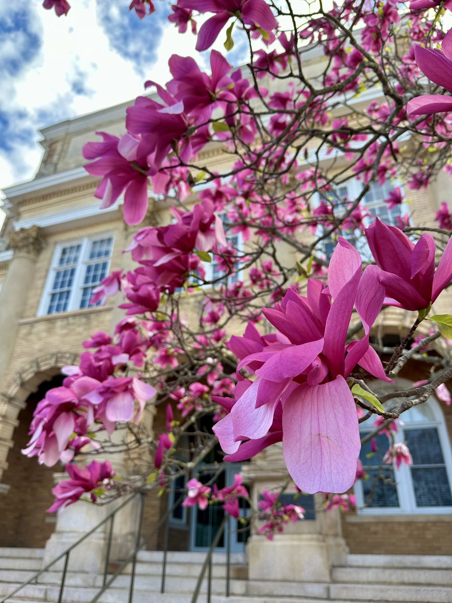 NCStateCALS's tweet image. Spring looks pretty great at NC State. 🌷🐺

#FirstDayOfSpring #NCStateOnCampus
