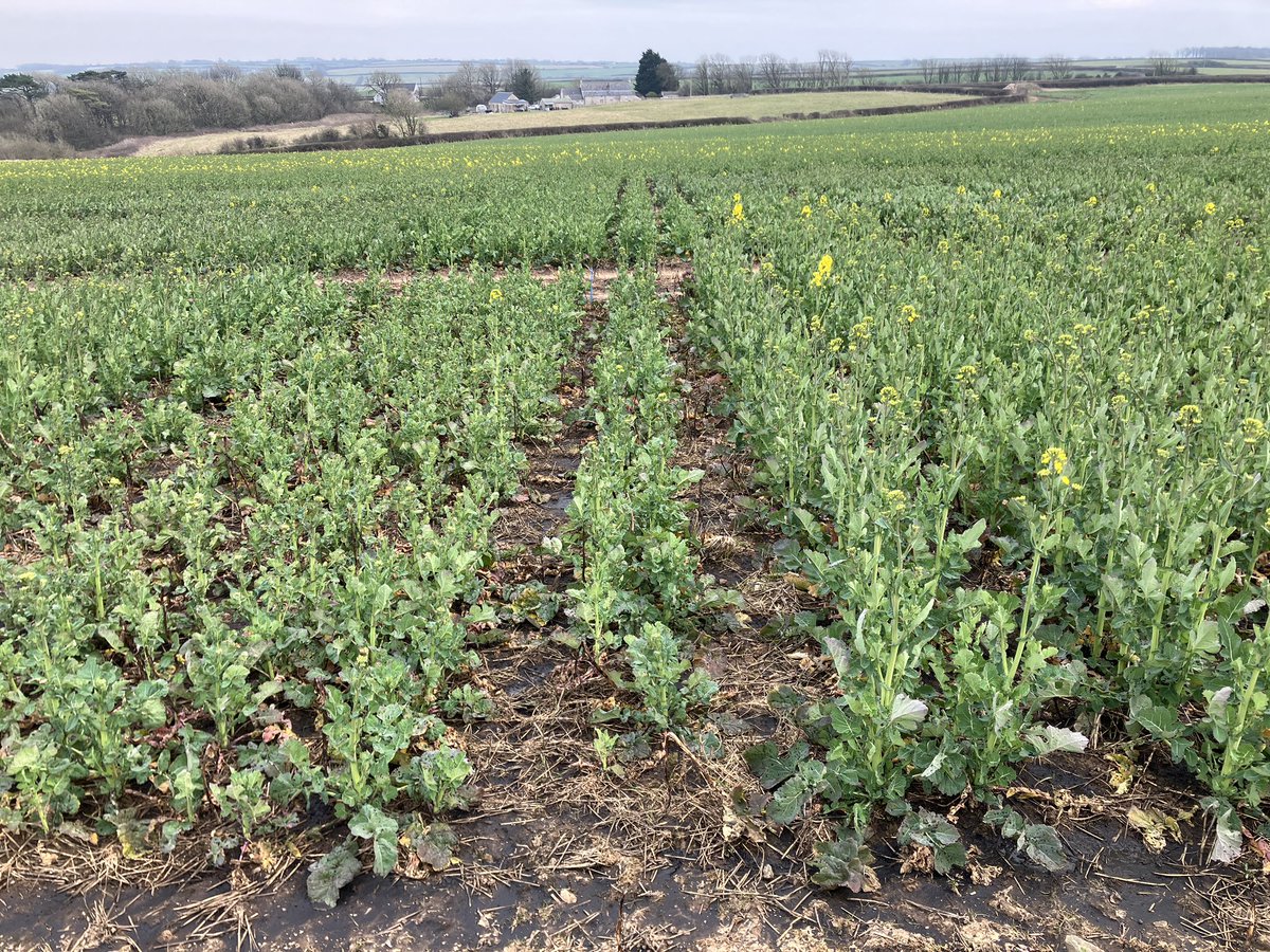 Colin Patrick tweet media