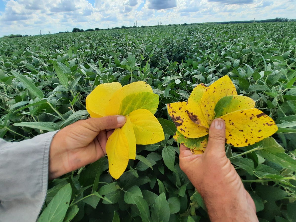 Esta semana recorrimos chacras de soja. Las lluvias han generado enfermedades. Los fungicidas tienen diferente eficacia. Miravis Duo de <a href="/SyngentaUy/">Syngenta Uruguay</a> ha mostrado ser excelente para las manchas foliares. A la izquierda hojas tratadas con Miravis Duo. A la derecha testigo. Clarito
