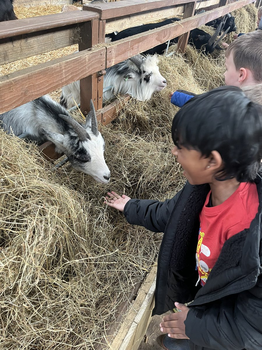 GCPSReception's tweet image. Reception have had the best day @WhitehouseFarm_. We even got to meet the farms very own Dan Burn 🐐! @GreenfieldsCPS