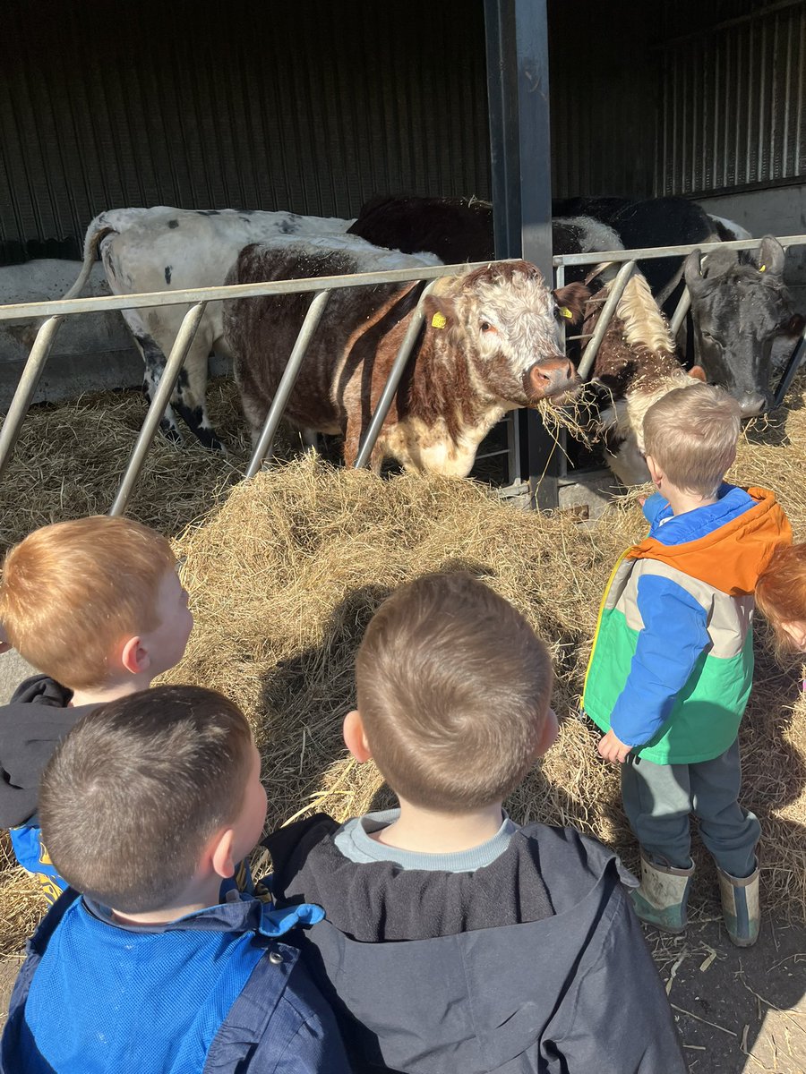 GCPSReception's tweet image. Reception have had the best day @WhitehouseFarm_. We even got to meet the farms very own Dan Burn 🐐! @GreenfieldsCPS