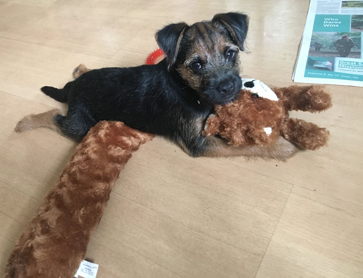 3Paddies's tweet image. #ThrowbackThursday to when I was just 3 months old! 🐶💛 Tiny paws, big energy, and an intense rivalry with the draught excluder. Safe to say… I won. 😂 #PuppyDays #TooCute #btposse