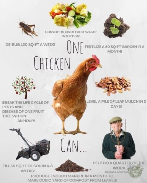 GoNaturalEd's tweet image. What can one chicken do? 🐔 A lot! #farms #agriculture #chickens