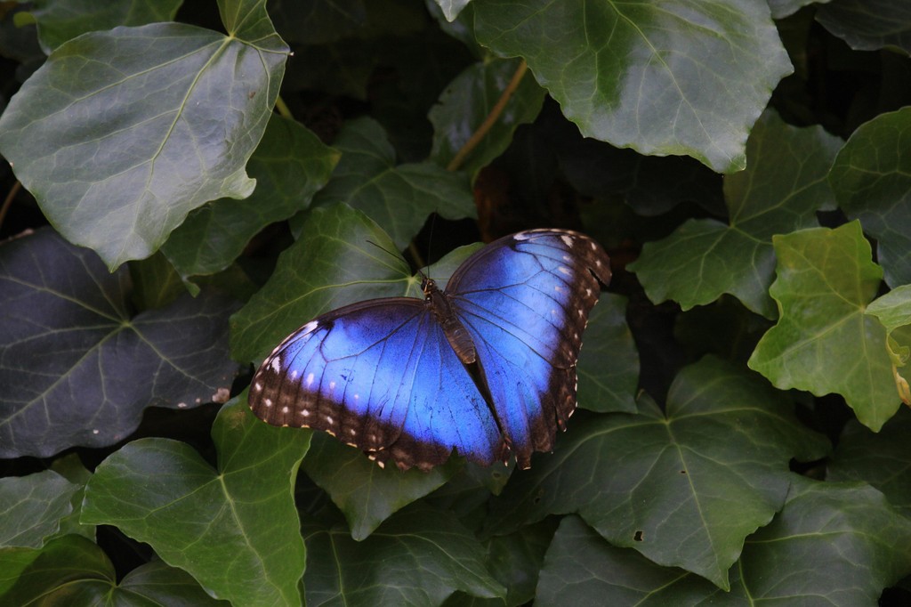 Here at Psyke we've spoken to thousands of you in our live events so far in 2025. What a start it's been, and so much fun! But there's plenty more to come! 

Just like the Blue Morpho butterfly, it's time to fly in 2025. 😎