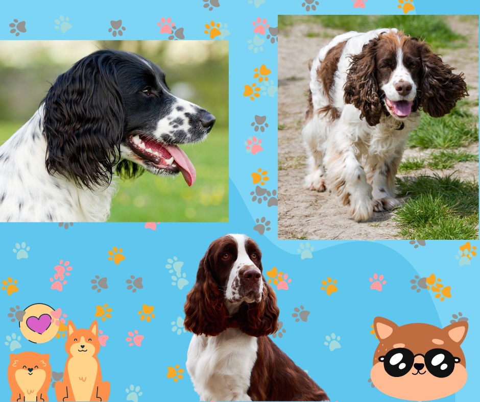 Criadero cachorros Panamá tweet media