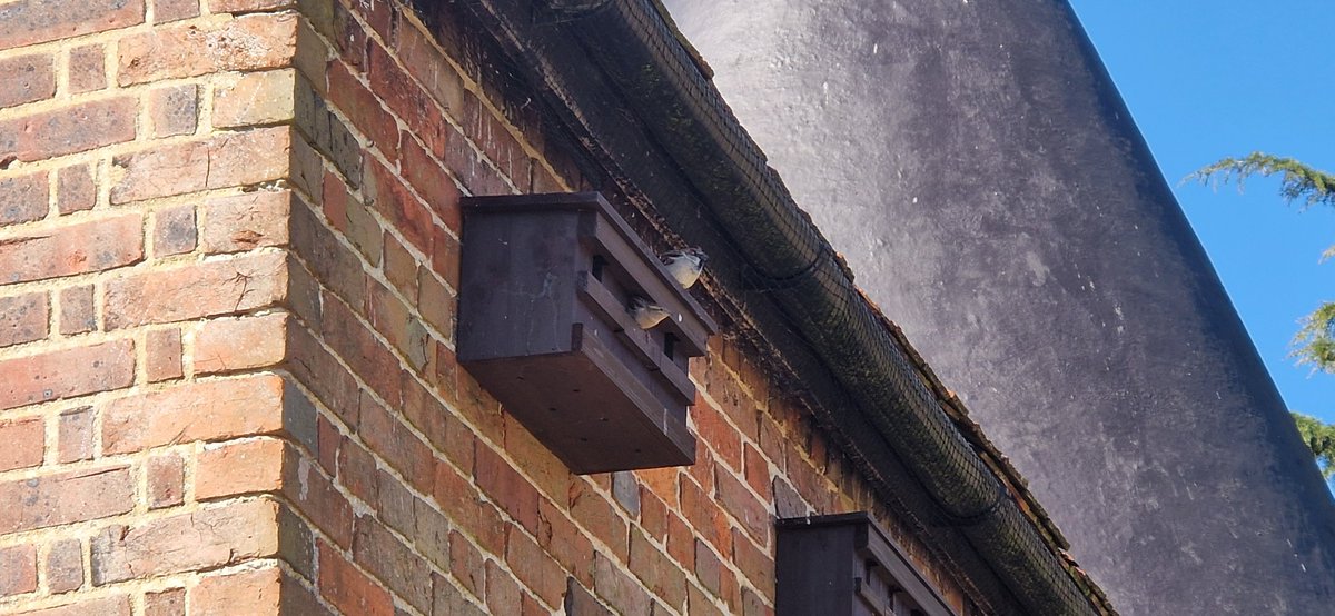 Hurrah! They've moved out of our eaves and into their new home <a href="/Natures_Voice/">RSPB</a> #housesparrows #birds