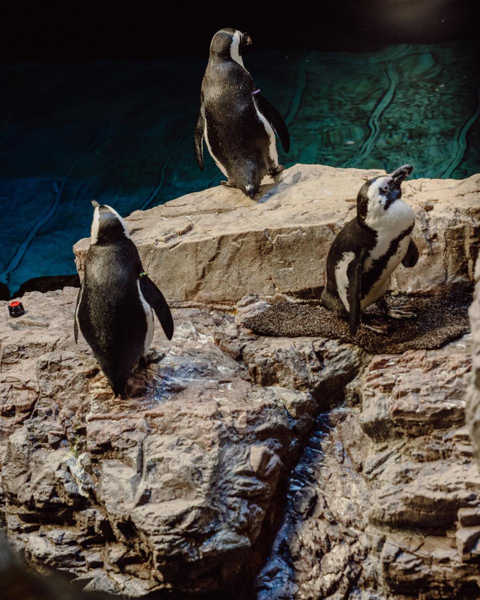 Atlantic Coast Fisheries News for the week of March 17: ASMFC releases 2024 Annual Report, upcoming coastal lobster trap cleanup in NH, and geriatric Penguins get a ‘retirement home’ at New England Aquarium! Read the newsletter here: conta.cc/4iFViTV