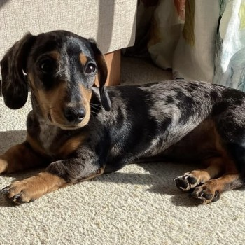 millypod1's tweet photo. ๐18 MAR 2025 #STOLEN IN HOUSE BURGLARY #ScanMe @CambsCops #SausageArmy
Silver Dapple Dachshund: Miniature Female #PUPPY
#Toft #Cambridgeshire #CB23
PLEASE SHARE. ALL AREAS.
https://t.co/jLjZxMvqGO https://t.co/YOaWhwXvXU