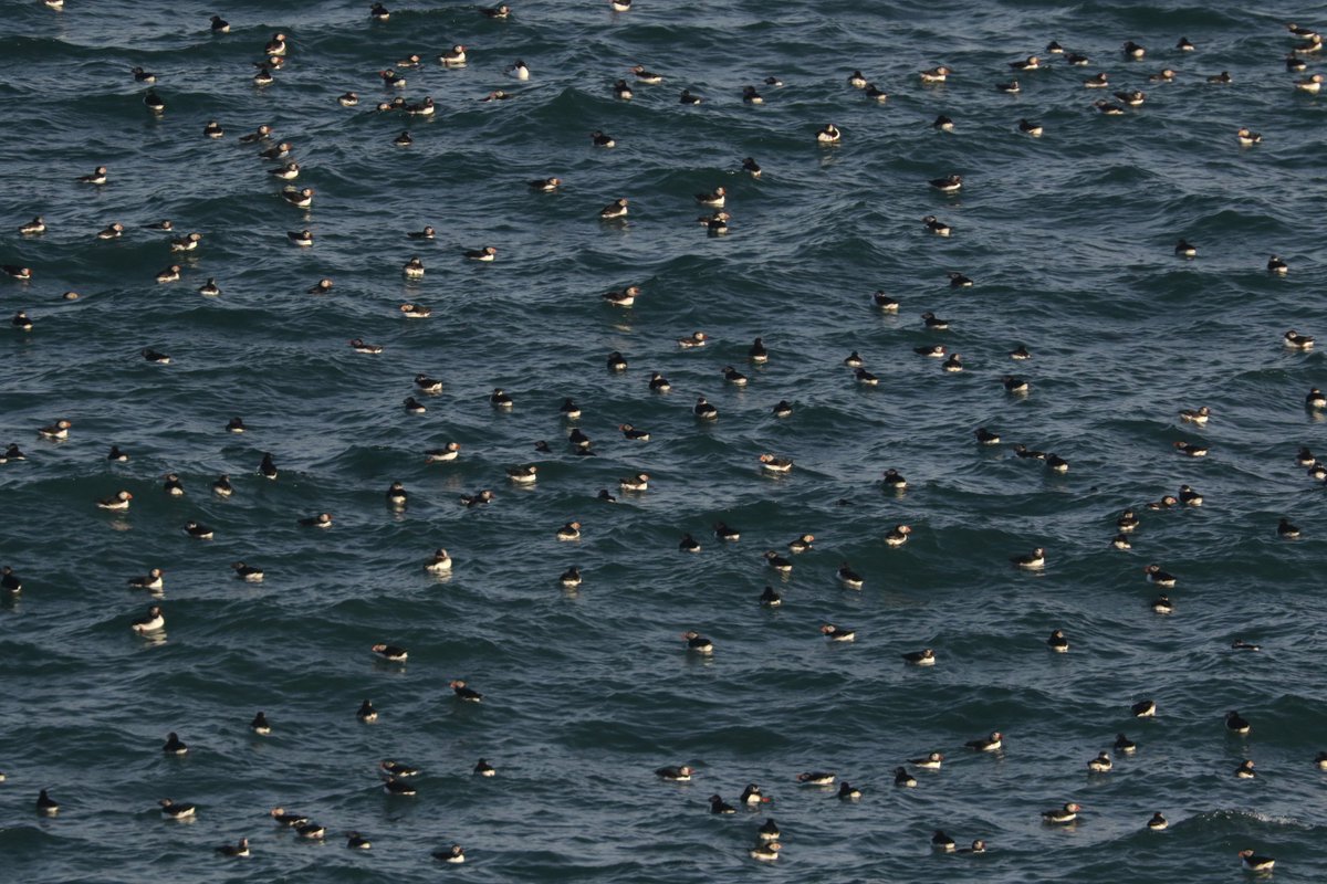 This evening's Puffin count was bonkers! Good conditions and a minimum of 13,174 rafting birds logged; this was the highest count since 1934 and the earliest five-figure count ever.