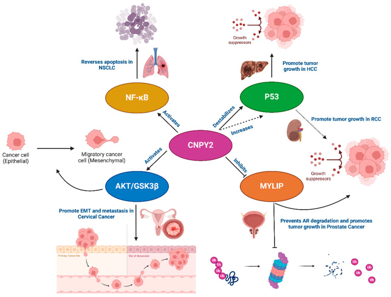 Pelotonia Institute for Immuno-Oncology (@ohiostatepiio) on Twitter photo 🔬 New review from <a href="/OhioStateMedOnc/">Ohio State Medical Oncology</a> & <a href="/OhioStatePIIO/">Pelotonia Institute for Immuno-Oncology</a> researchers explores #CNPY2 in #SolidTumors—its mechanisms, #biomarker potential, & #therapeutic implications. Understanding #CNPY2 could unlock new ways to slow or stop #tumor growth, improving patient care & reducing 🔬 New review from <a href="/OhioStateMedOnc/">Ohio State Medical Oncology</a> & <a href="/OhioStatePIIO/">Pelotonia Institute for Immuno-Oncology</a> researchers explores #CNPY2 in #SolidTumors—its mechanisms, #biomarker potential, & #therapeutic implications. Understanding #CNPY2 could unlock new ways to slow or stop #tumor growth, improving patient care & reducing