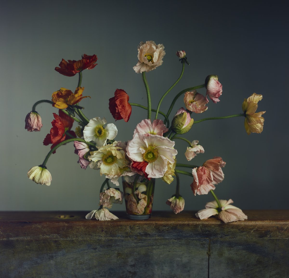 💐 Richard Learoyd, "Untitled Poppies" 2025 

Visit "A Loathing of Clocks and Mirrors" at our 508 West 25th Street gallery through April 26, 2025: pacegallery.com/exhibitions/ri…