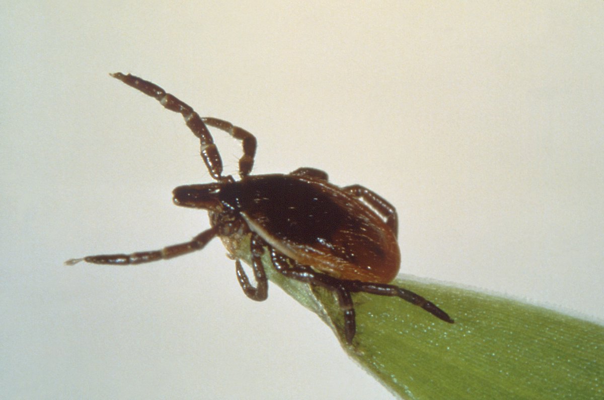 CIDRAP's tweet image. Research ties bites from 2 more types of #ticks to red meat allergy

In the United States, alpha-gal syndrome is usually linked to bites from the lone star tick, but these cases were caused by black-legged and western black-legged ticks. 

cidrap.umn.edu/tick-borne-dis…

Photo: CDC