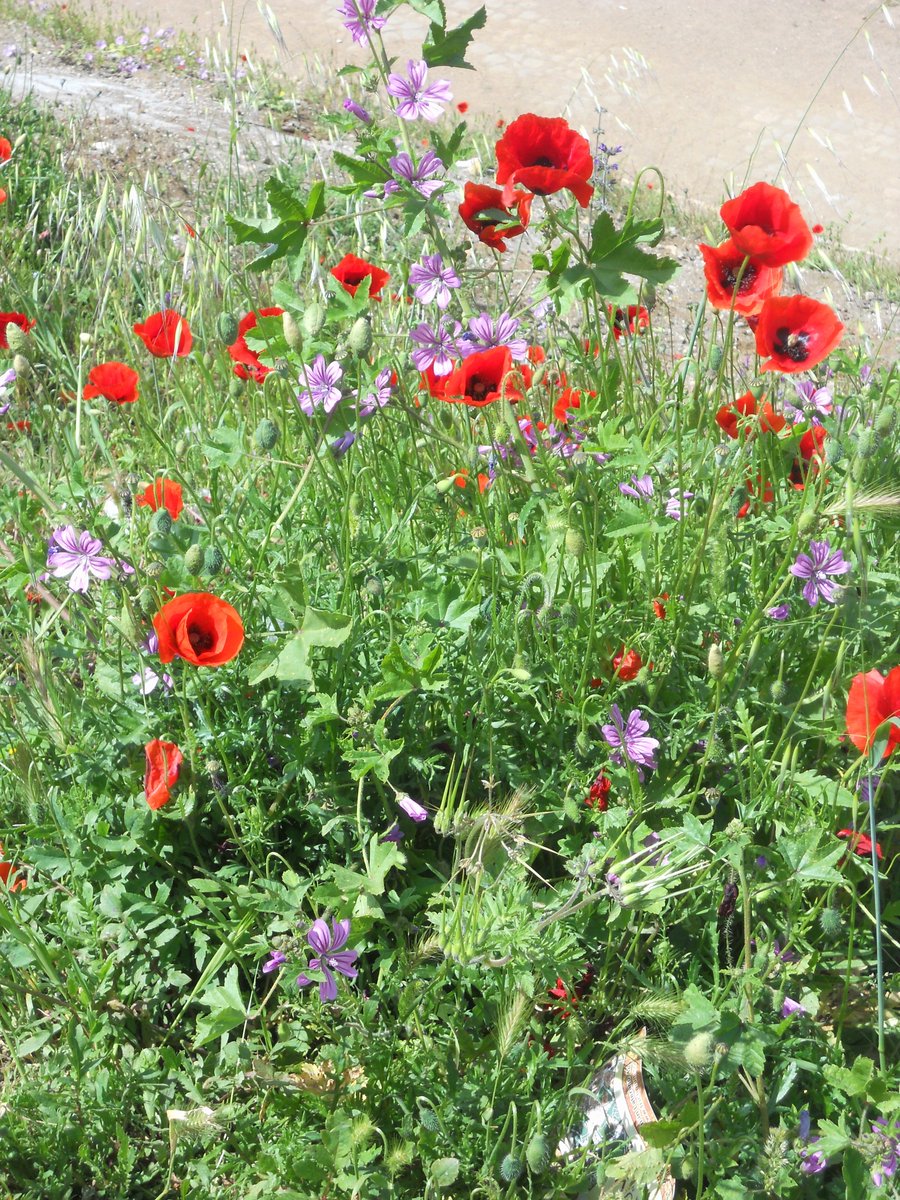 #SomethingBeautiful poppies in Rome