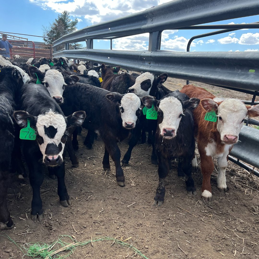 Meet our Friday Snapchat takeover host this week. 👇

Mitch Zobel is a sixth generation farmer from Northeast Nebraska. The Zobel family raises beef, pork and row crops. 

Check out our Snapchat channel tomorrow to see how technology helps keep their family operation running