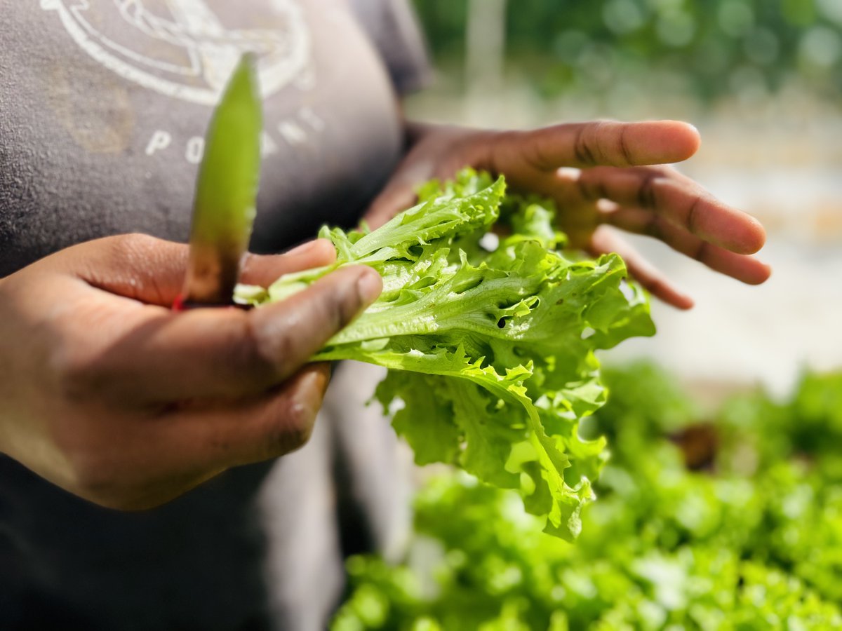 OneEleuthera's tweet photo. 🌿🌞 At OEF, we're breaking the limits of traditional growing seasons with the Oasis Grow House—a revolutionary system that allows us to grow fresh, local produce all year long, even in the intense summer heat! 🥒🍅
#YearRoundHarvest #SustainableFarming #FreshAllYear. 🌍🤝 https://t.co/VtakEYiu1i