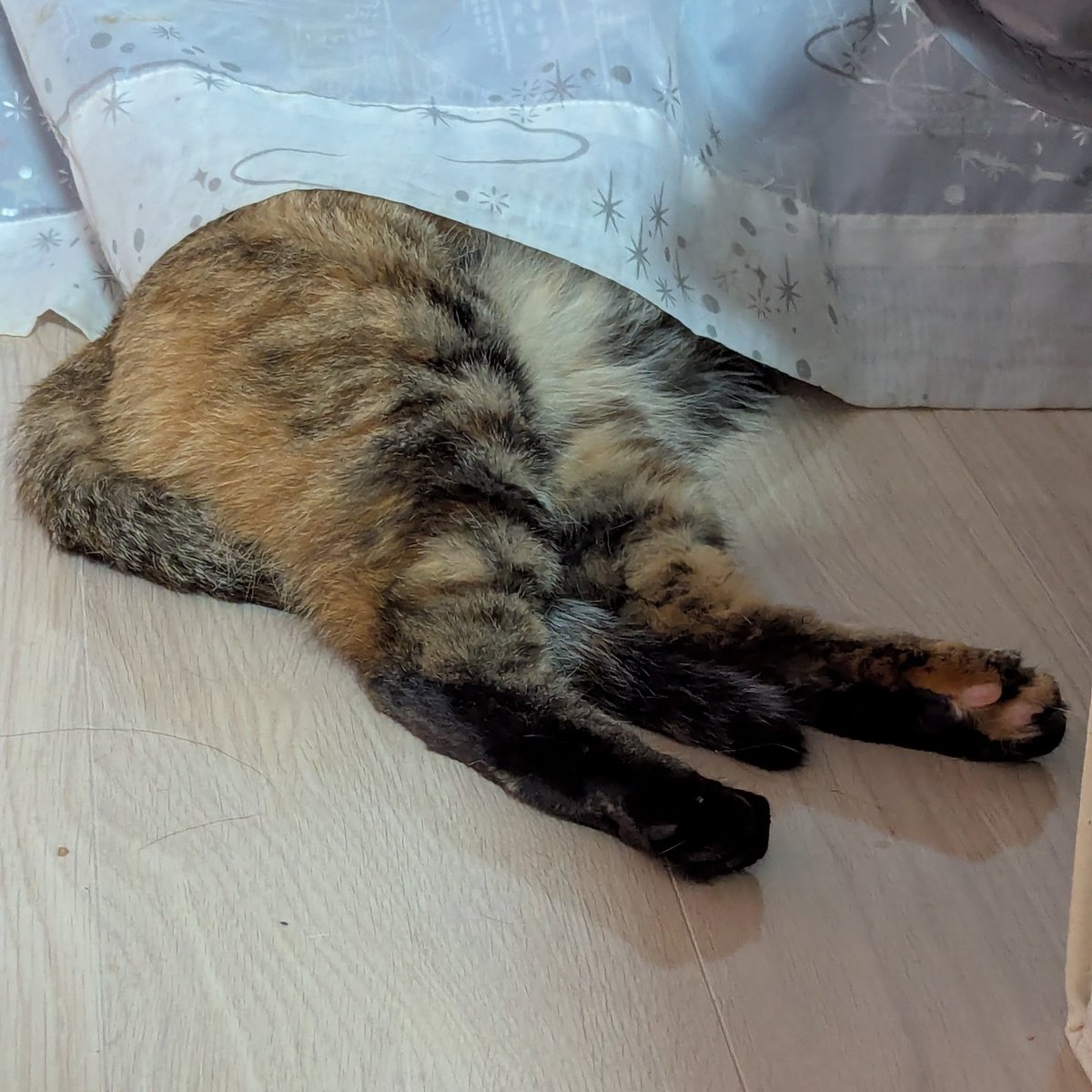 akechi_cat2's tweet photo. 頭隠して尻隠さず？
#明智のにゃんこ生活 https://t.co/gjyUIDCAt6