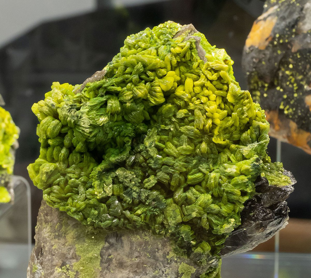 mexporg's tweet photo. Great #Autunite from Assunção Mine, Ferreira de Aves, Sátão, Portugal. Nice, but quite toxic and radioactive.

#minerals #crystals #mineralcollecting #mineralexpert #rockhounding #mineralogy https://t.co/pwQiayI8Zq