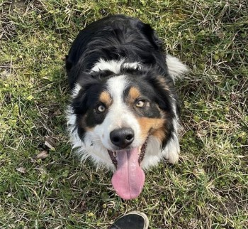millypod1's tweet photo. 🆘20 MAR 2025 #Lost TITAN #ScanMe #Tagged
Tri Colour Border Collie Male
Hall Lane, South Wootton #KingsLynn #Norfolk #PE30 https://t.co/zAF7vcipIj https://t.co/vJt5D7C4S0