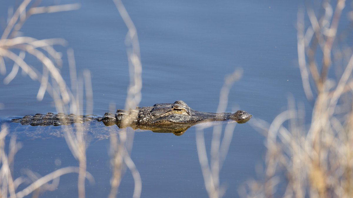 WoknRolandPhoto's tweet photo. Through the Reeds
Float on by Murda Log, I'm watch from back here.π
Alligator at Sweetwater Wetlands Park.
#twitternaturecomunity #reptile #nature https://t.co/vCpJBG4U3A