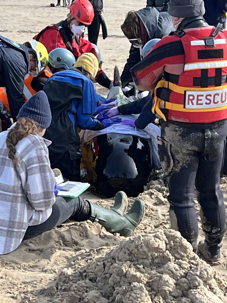 NCI St Ives tweet media