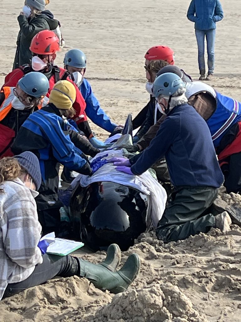 NCI St Ives tweet media