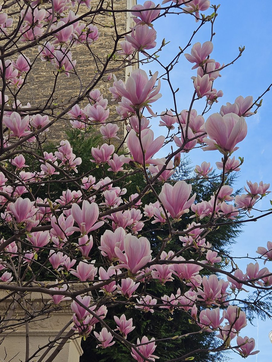 StephBelpeche's tweet image. #printemps #Paris