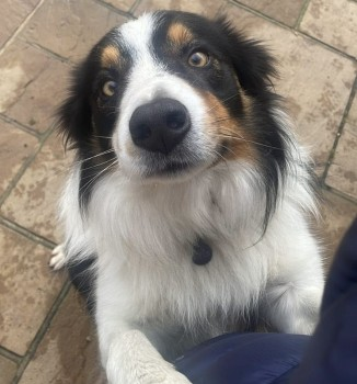 millypod1's tweet photo. 🆘20 MAR 2025 #Lost TITAN #ScanMe #Tagged
Tri Colour Border Collie Male
Hall Lane, South Wootton #KingsLynn #Norfolk #PE30 https://t.co/zAF7vcipIj https://t.co/vJt5D7C4S0