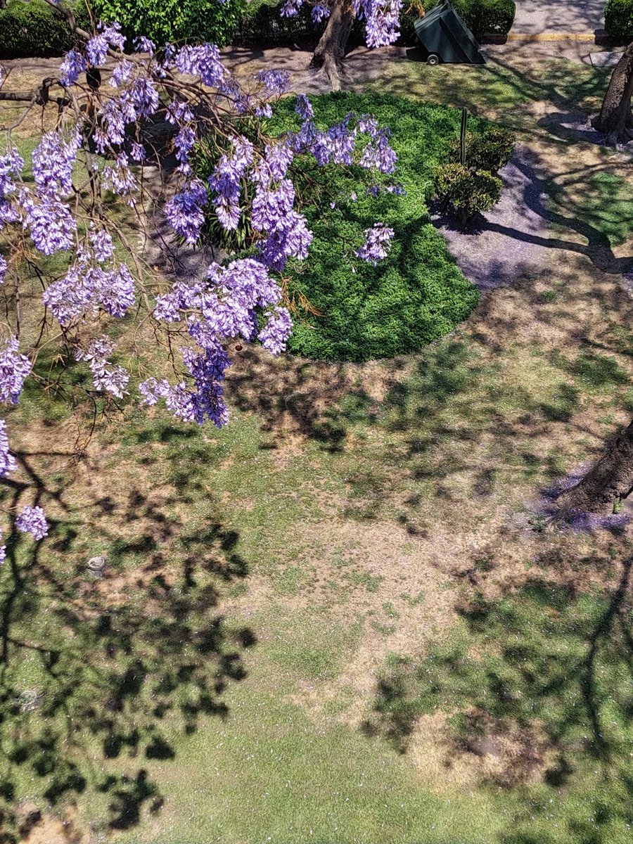 mxcharts's tweet photo. Hobi will arrive in Mexico City on the first day of spring 🌸

#JacarandasForJhope 
SPRING DAY IS HERE https://t.co/ERvP8dTRzP