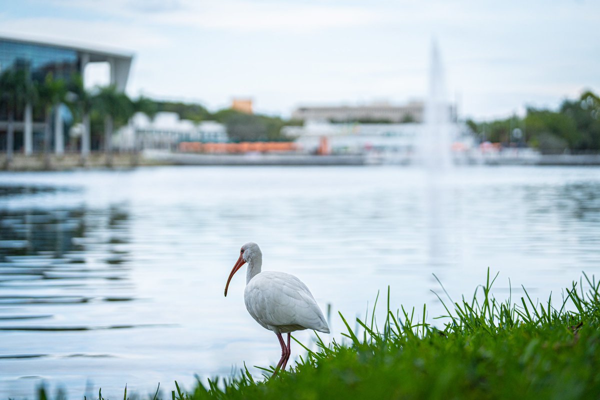 Springtime at The U &gt;&gt;&gt; 

Happy first day of spring, Canes fam!