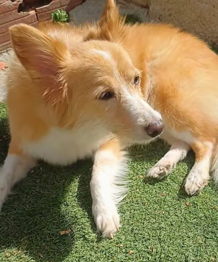 areagossosbdn's tweet image. 🆘🆘¡¡ATENCIÓN!!🆘🆘
ESTRELLA se ha perdido en Castellnou, #Collbató #Rubí.
#Barcelona.
Si tenéis alguna pista, contactar 📞641 844 472
o también por WhatsApp
641562892 o al 697784253
Máxima difusión 📣📣📣
#XarxaBarcelonaPerduts
#FemXarxa